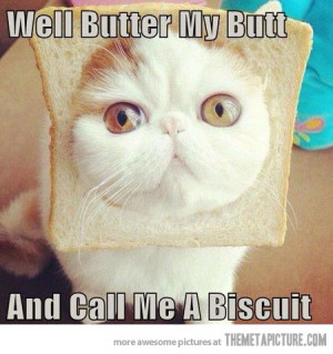 Funny photos funny cat toast bread face