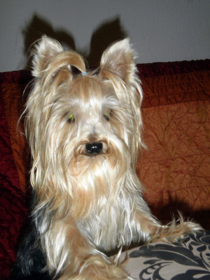 Yorkshire Terrier Hembra