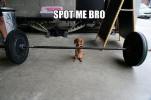 dog funny fitblr fitspo exercise fitness p90x