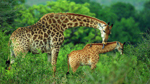 Picture-of-HD-Giraffe-Baby-Giraffe-Wallpaper.jpg