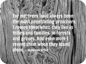 Hermann Hesse quote about trees