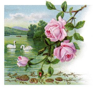 ClipArt: Swan Lake Roses