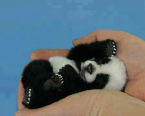 Baby panda ;)