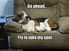 Funny Basset Hound 3 demensional basset hound