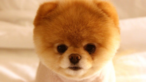 Boo : L’histoire du chien le plus mignon au monde