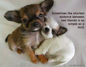 puppy quotes - teddybear64 Photo