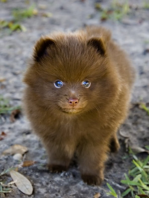 Pomeranian Wallpapers, Pictures & Breed Information