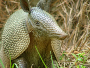 funny pictures of armadillos