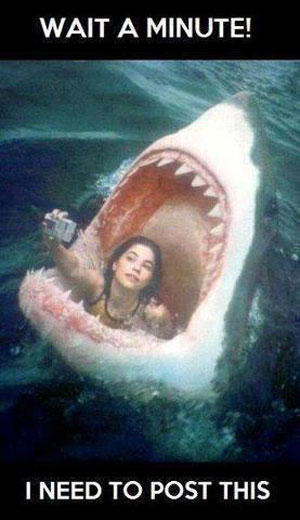 funny-shark-myspace-pic.jpg#funny%20shark%20pictures%20300x520