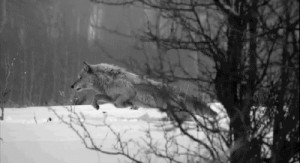 gif winter dream running wolves angry Slow Motion