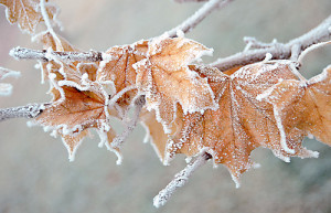 snow winter cold ice fall autumn frost lead