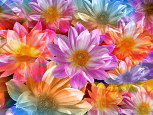 Nice-And-Beautiful-Blooming-flower hd wallpapers