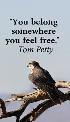 ... quotes belonging quotes tom petty quotes prairi falcon hometown quotes