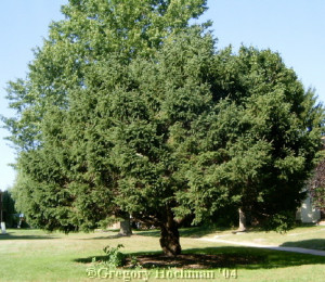 Evergreen Trees
