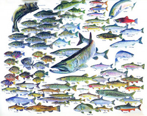 Fresh Fish Chart