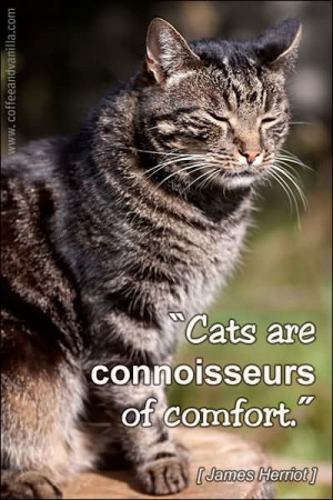 Cats Are Connoisseurs Of Comfort - Cats Quote