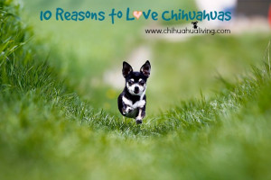 ... Day and the perfect day to celebrate our LOVE of Chihuahuas together