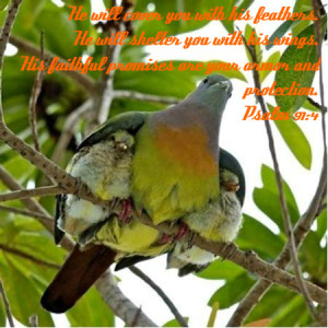 http://www.pics22.com/he-will-cover-you-with-his-feathers-bible-quote/