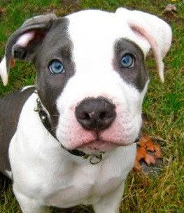 baby pitbull blue eyes Blue Eye Pitbull Puppy