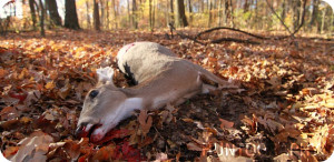 Whitetail Deer Hunting Quotes