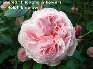 ... laughs in flowers.” ― Ralph Waldo Emerson, Inspirational quote