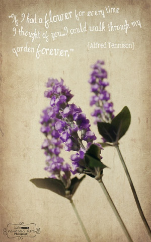 lavender, quote, texture