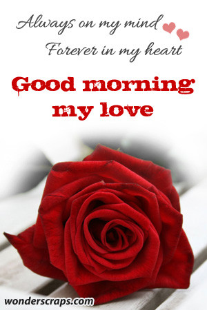 ... morning my creative good morning my love roses good morning my love