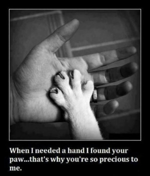 why I rescue Cat World face book