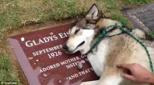 ... -dog was inconsolable and was unable to leaver his owners graveside