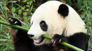 Viewpoints: Should we give up trying to save the panda?