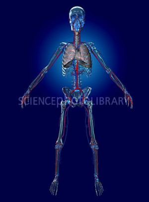 human heart and circulatory system