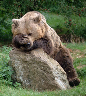 Brown bears were present in Britain until around 500 AD when they were ...