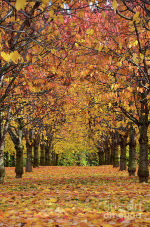 Cherry Tree Plantation...