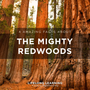 Amazing Facts About The Mighty Redwoods
