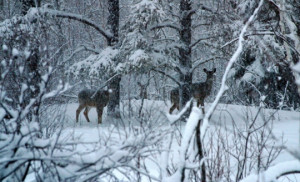 Deer in winter forest, Ontario, Canada