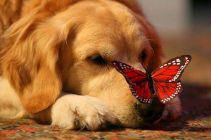 Butterfly Visiting Dogs Nose