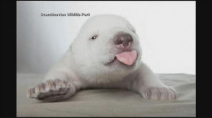 Baby Polar Bear Siku
