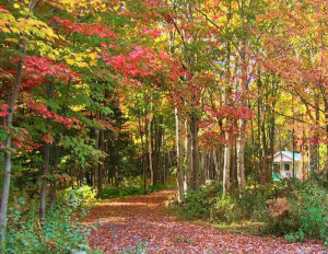 Funny Quotes Orange Fruit Tree Orchard Example Small Rows Trees ...