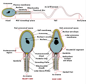 spermatogenesis stages