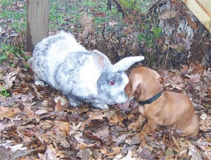 Dexter the Dachshund as a puppy meets the turkeys and chickens