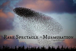 Murmuration~ Winter Spectacle, quotes, Matthew 6: 26, photography ...