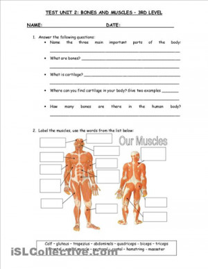 ... _test_unit_2__bones_and_muscles_1670950b3ae5558d0a4_33878619.jpg