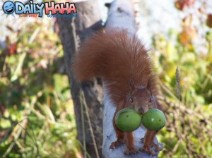 squirrels nuts