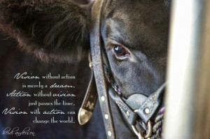 Visions and dreams. Show cattle