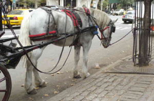 horses work animal abuse horses abuse carriage cruelty animal