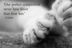... Companions Never Have Fewer Than Four Feet ‘ - Colette ~ Cat Quotes