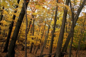 As Thoreau Lay Dying in 1862