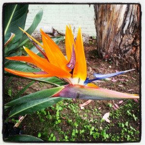 Bird of Paradise