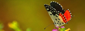 The Red Pierrot Butterfly Facebook Covers
