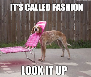 Funny Pictures 2014 Fashion Dog
